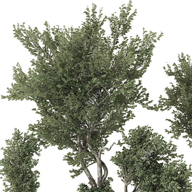 Indoor Bonsai Olive Tree | 3D Model 3D model image 2