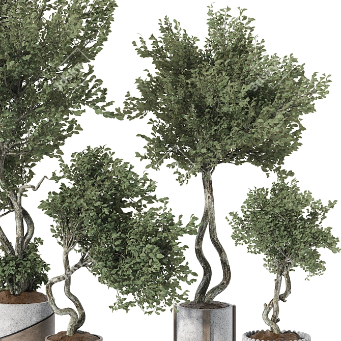 Indoor Bonsai Olive Tree | 3D Model 3D model image 3