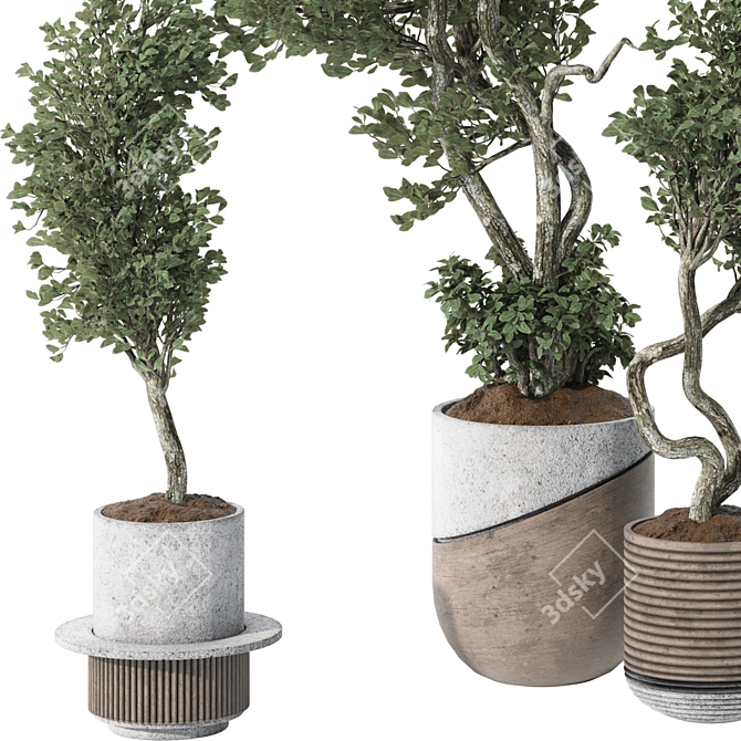 Indoor Bonsai Olive Tree | 3D Model 3D model image 4