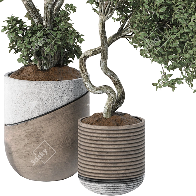 Indoor Bonsai Olive Tree | 3D Model 3D model image 5