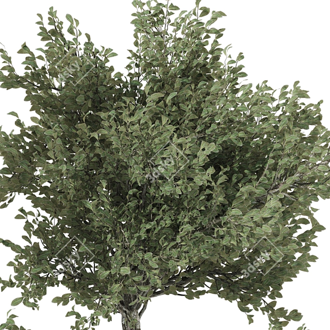 Indoor Bonsai Olive Tree | 3D Model 3D model image 6
