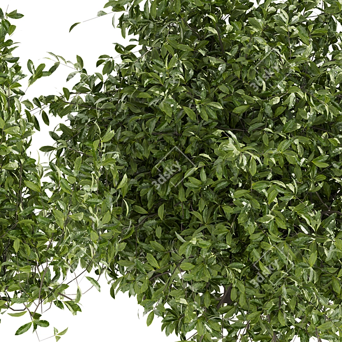 Premium Outdoor Ivy Bush 3D Model 3D model image 4
