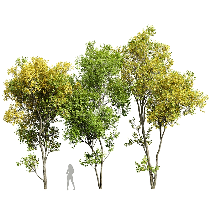 Maple 3D Models Set 3D model image 1
