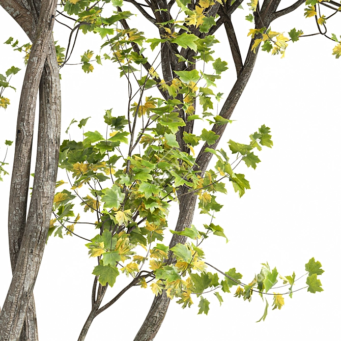 Maple 3D Models Set 3D model image 2