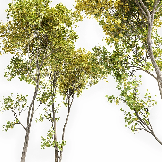 Maple 3D Models Set 3D model image 3