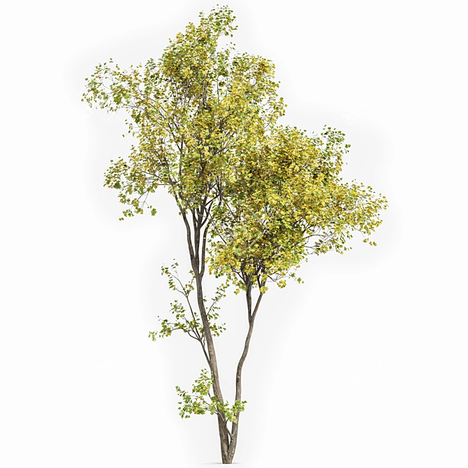 Maple 3D Models Set 3D model image 6
