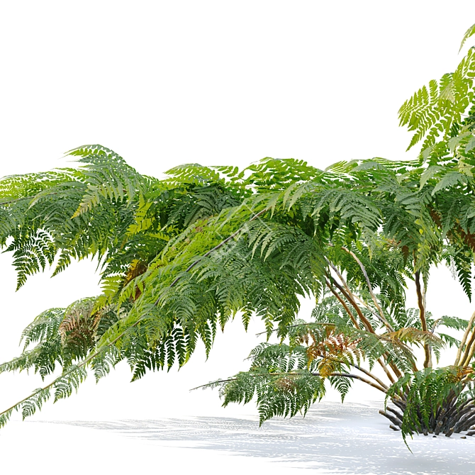 Twin Tree Fern Plants 3.5m 3D model image 3