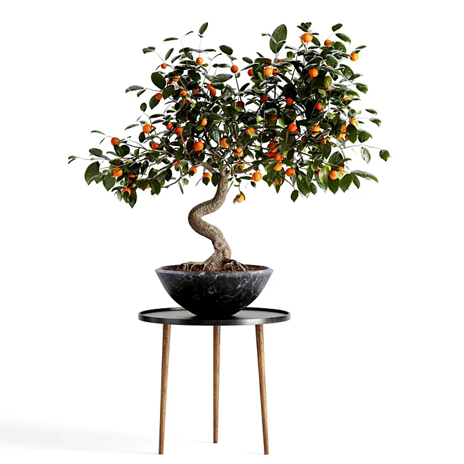 Stylish Indoor Orange Tree Set 3D model image 3