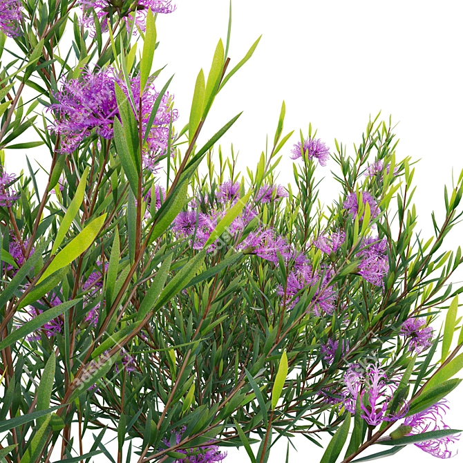 3D Plant Models Collection 3D model image 4