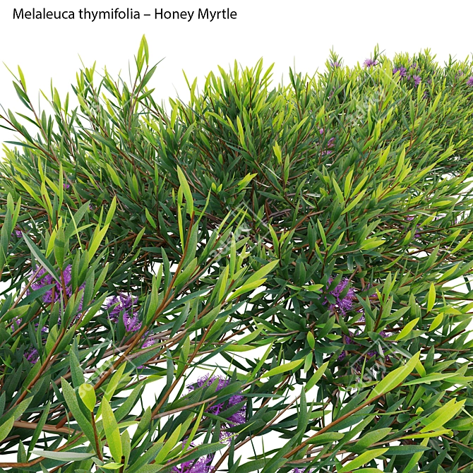 Versatile 3D Plant Model Collection 3D model image 3