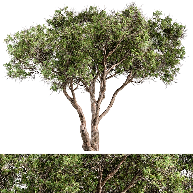  Evergreen Palatycladus Tree Set 3D model image 1