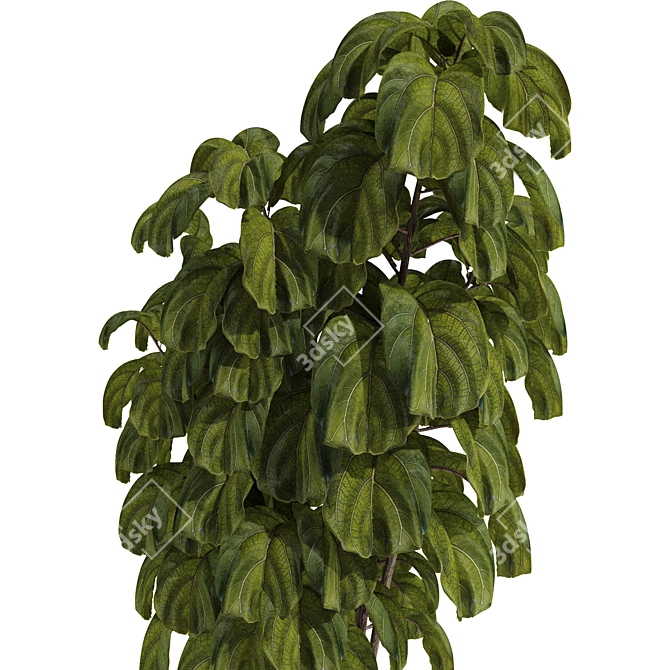 Ficus Lyrata Indoor Plant Package 3D model image 3