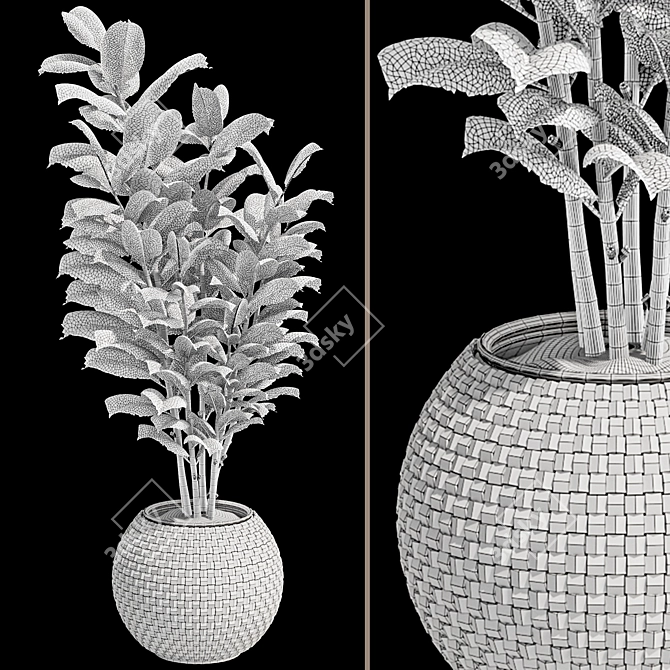 Rubber Tree Plant in Wicker Pot 3D model image 7