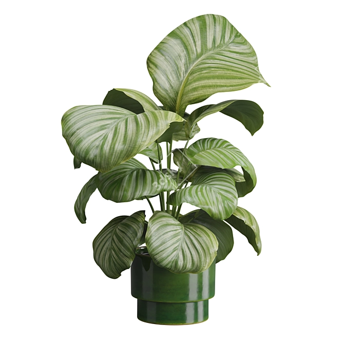 Exotic Indoor Plants Collection 50 3D model image 5