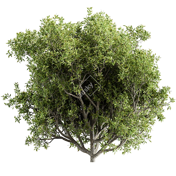 California Bay Bush Set 120 3D model image 3