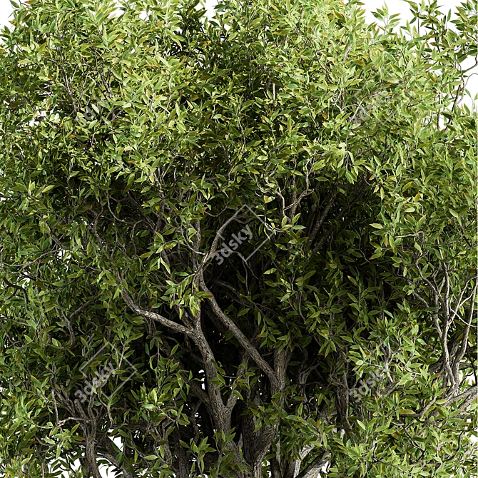 California Bay Bush Set 120 3D model image 4