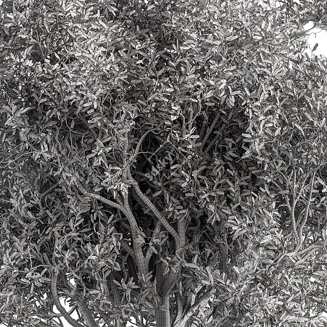 California Bay Bush Set 120 3D model image 2