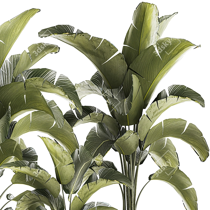 Tropical Plant Collection in Concrete Vase 3D model image 6