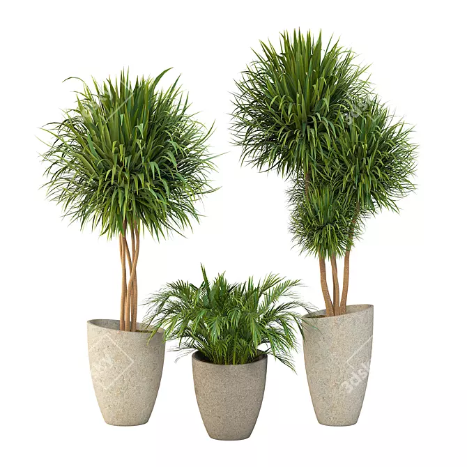 Elegant Dracaena Marginata Plant Set 3D model image 1