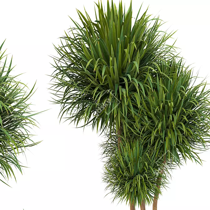 Elegant Dracaena Marginata Plant Set 3D model image 5