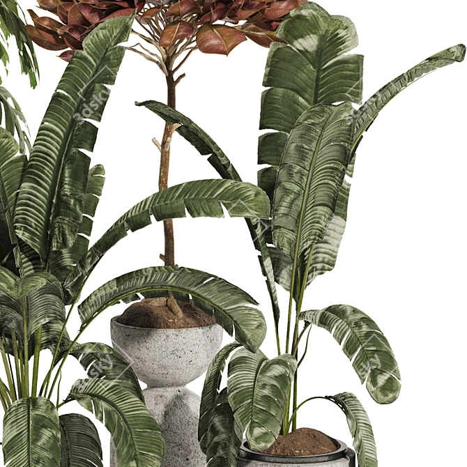 Tropical Plant Set Bundle 181 3D model image 4