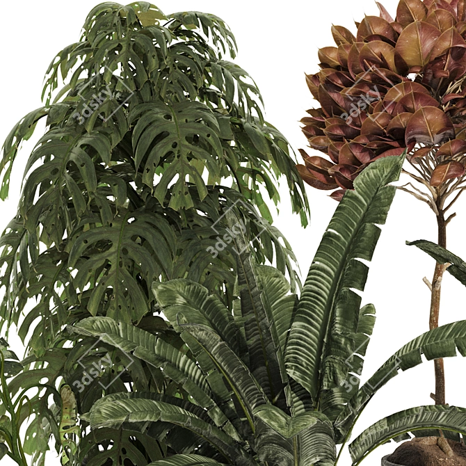 Tropical Plant Set Bundle 181 3D model image 5