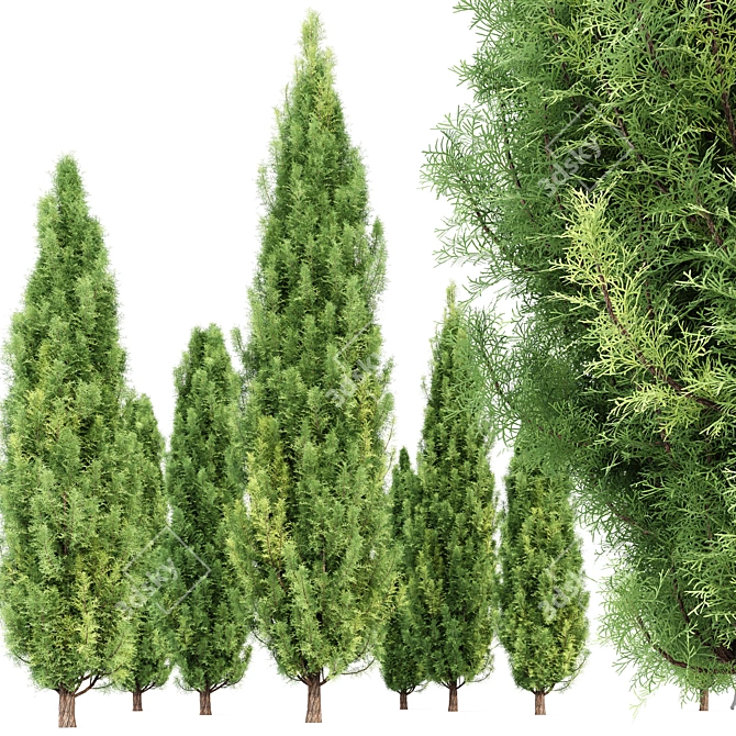 Variety of 3D Cypress Trees 3D model image 2