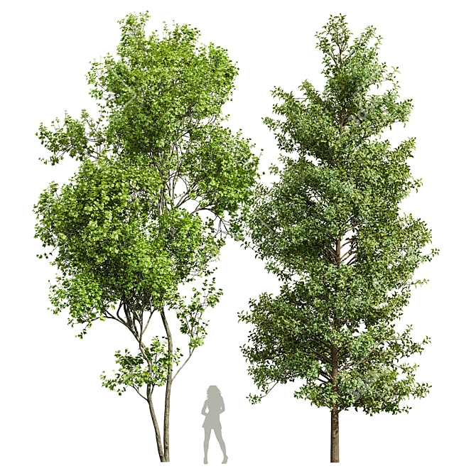 Dual Real Tree 3D Models 3D model image 1
