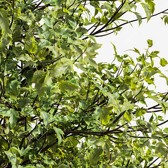 Dual Real Tree 3D Models 3D model image 2