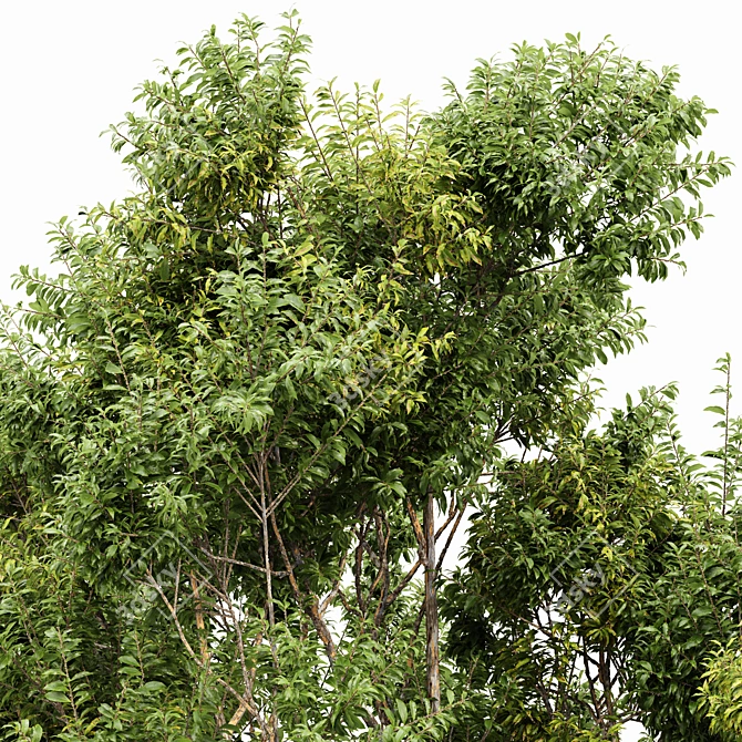  Dual 3D Tree Models 3D model image 2