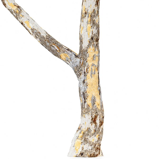  Dual 3D Tree Models 3D model image 4