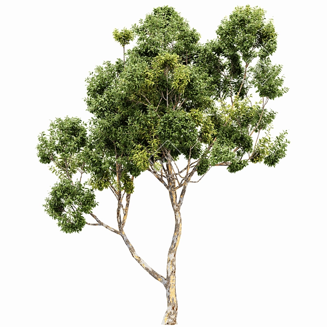  Dual 3D Tree Models 3D model image 5