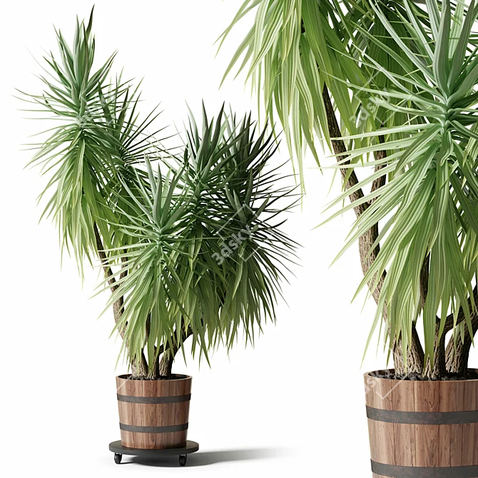 Exotic Yucca Plant Collection 3D model image 1