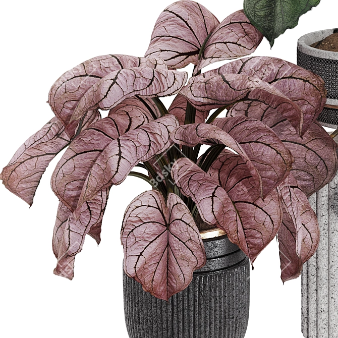 Exotic Caladium Elephant Ear Plant 3D model image 4