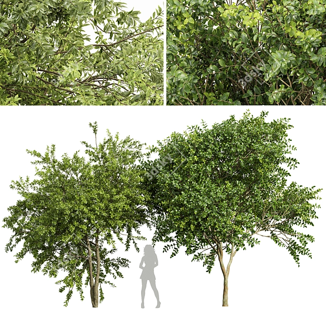 Exotic 3D Tree Models Set 3D model image 1