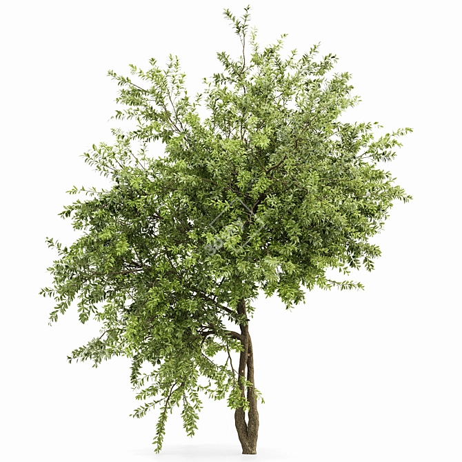 Exotic 3D Tree Models Set 3D model image 5