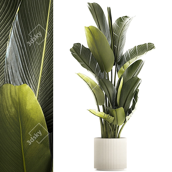 Exotic Tropical Plant Collection 3D model image 1