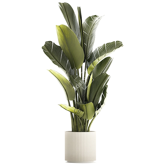 Exotic Tropical Plant Collection 3D model image 5