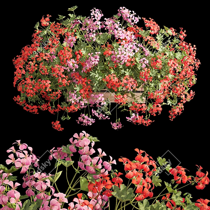 Pelargonium Hanging Plant Model 3D model image 2