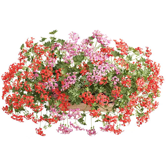 Pelargonium Hanging Plant Model 3D model image 3