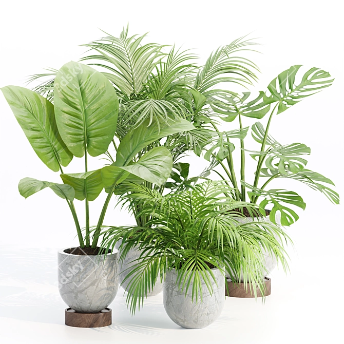 Indoor Plants Collection Vol. 221 3D model image 1