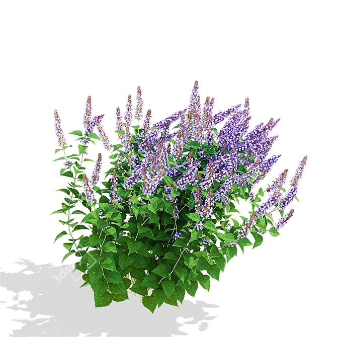 Hybrid Agastache Flower 3D Models 3D model image 5