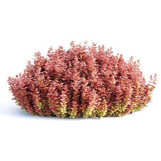  Ottawa Barberry Bushes Collection Vol. 122 3D model image 2