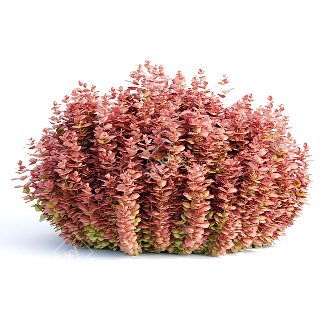  Ottawa Barberry Bushes Collection Vol. 122 3D model image 3