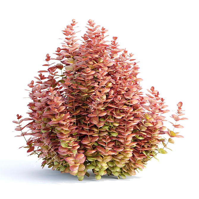  Ottawa Barberry Bushes Collection Vol. 122 3D model image 4