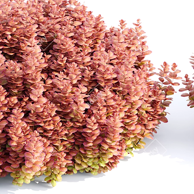  Ottawa Barberry Bushes Collection Vol. 122 3D model image 5