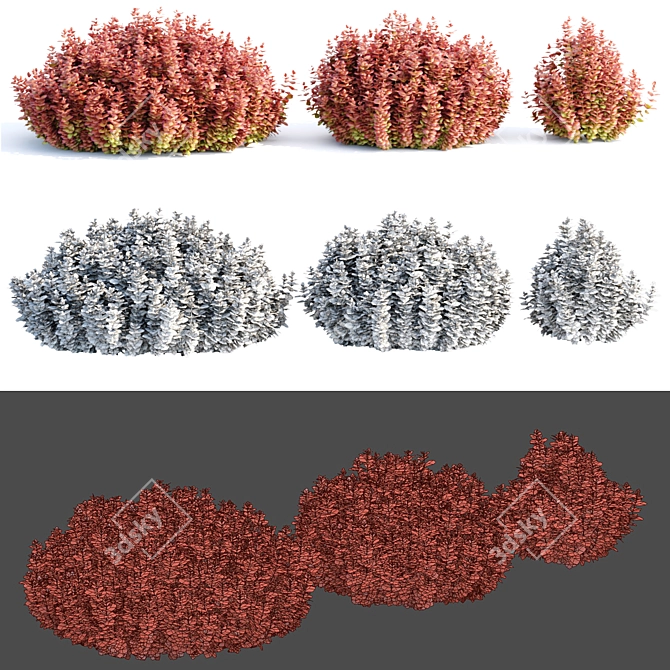  Ottawa Barberry Bushes Collection Vol. 122 3D model image 6