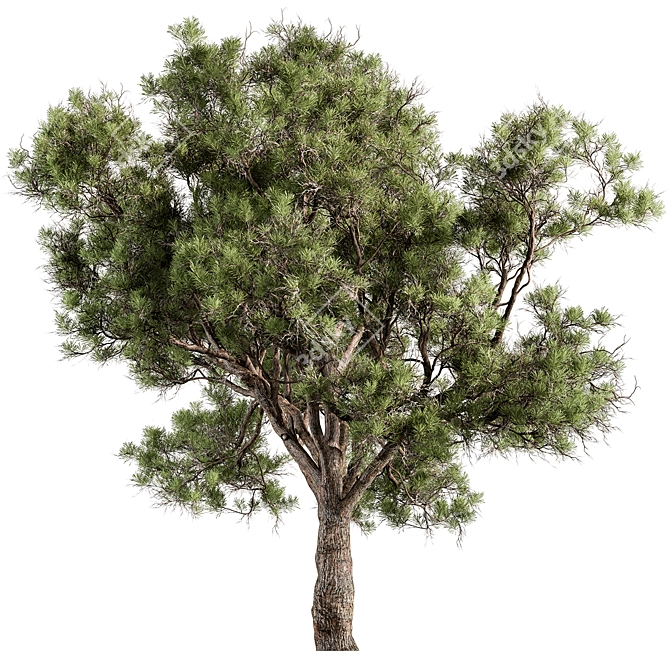 Evergreen Palatycladus Tree Collection 3D model image 1