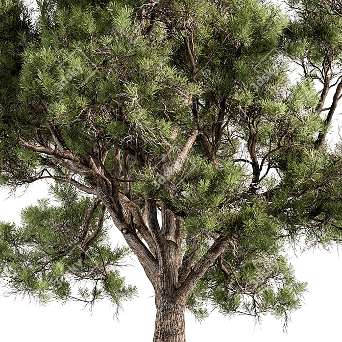 Evergreen Palatycladus Tree Collection 3D model image 3