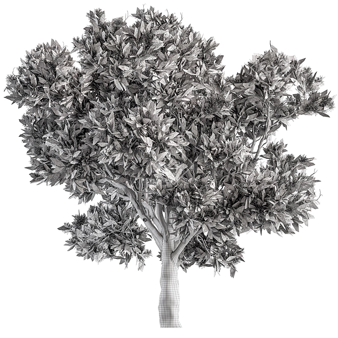 Evergreen Palatycladus Tree Collection 3D model image 4